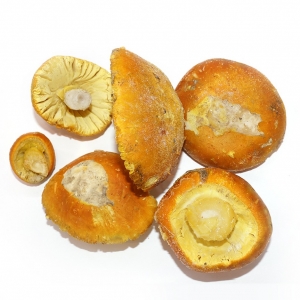 Huevo de Rey Congelado abierto