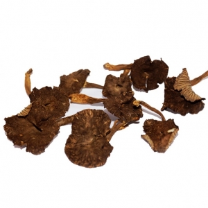 Angula de Monte Deshidratada Entera