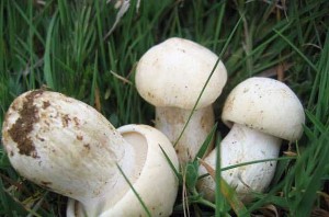 Perrechico Fresco Extra