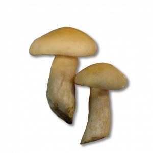 Llanega blanca fresca