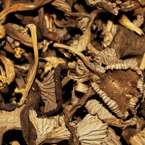 Angula de Monte Deshidratada Entera