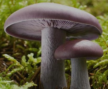 Pie Azul Fresco Silvestre