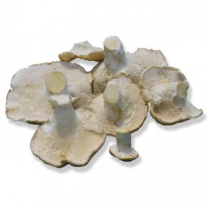 Lengua de Vaca Fresco Primera