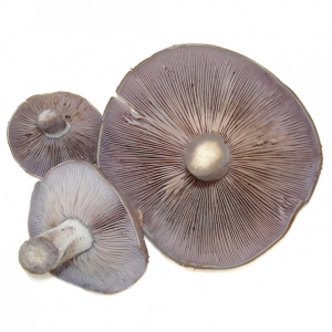 Pie Azul Fresco Silvestre