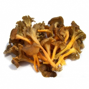 Trompeta Amarilla Fresco Primera