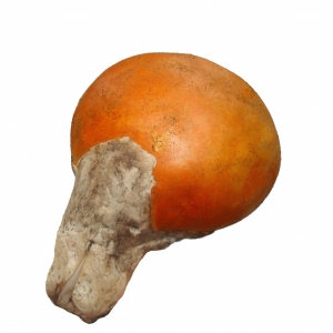 Huevo de Rey Fresco Primera