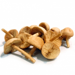 Senderuela Fresca Primera