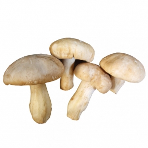 Perrechico fresco Primera