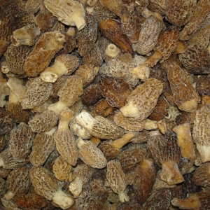 Colmenilla congelada