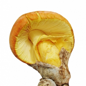 Huevo de Rey Fresco Segunda