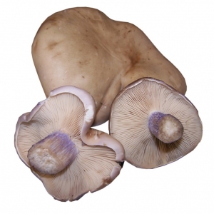 Pie violeta fresco silvestre