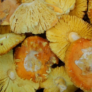 Huevo de Rey Congelado abierto