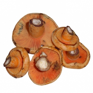 N�scalo Fresco primera