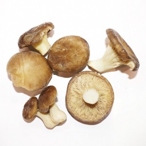 Seta de Cardo Congelada Primera