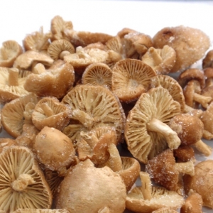 Senderuela Congelada Primera