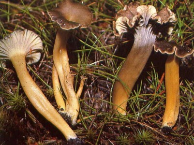 Angula de Monte Fresca Primera