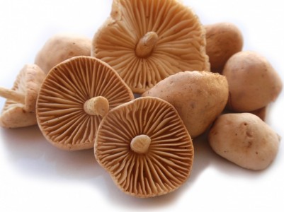 Senderuela Fresca Primera