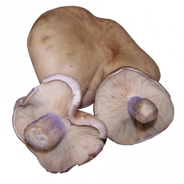 Pie violeta fresco silvestre