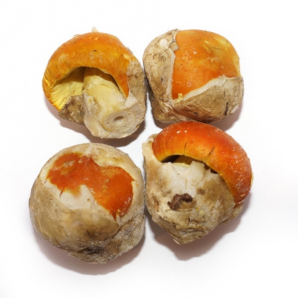 Huevo de Rey Congelado cerrado