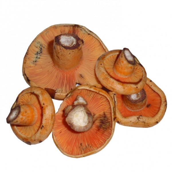 N�scalo Fresco primera