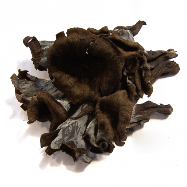 Trompeta negra Fresca