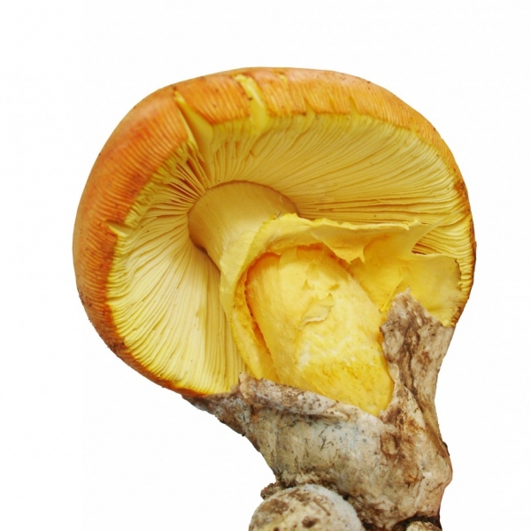 Huevo de Rey Fresco Segunda