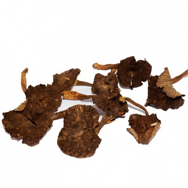 Angula de Monte Deshidratada Entera