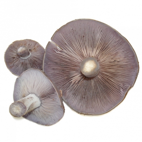 Pie Azul Fresco Silvestre