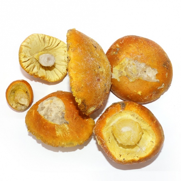 Huevo de Rey Congelado abierto