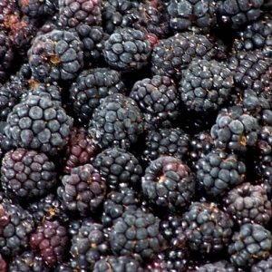 Moras Congeladas