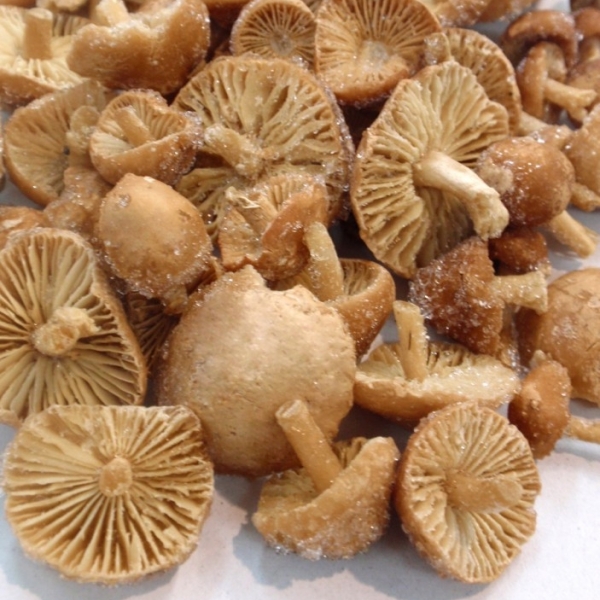 Senderuela Congelada Primera