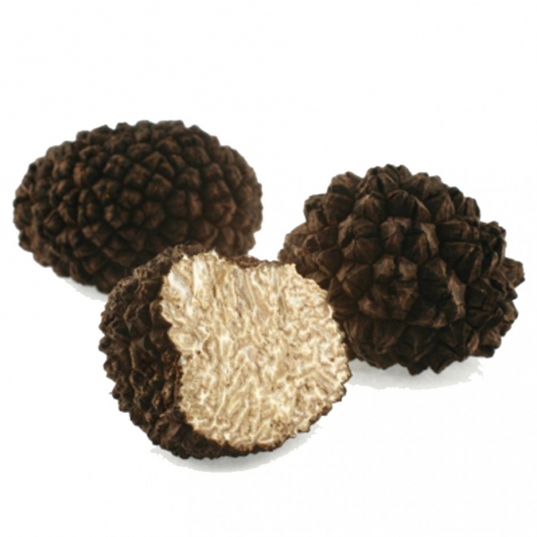 Trufa de verano Fresca