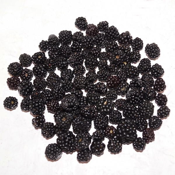 Moras Congeladas