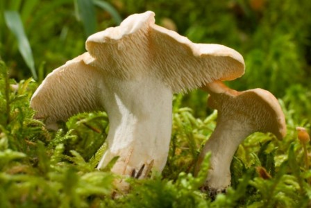 Lengua de Vaca Fresco Primera