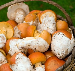 Huevo de Rey Fresco Primera