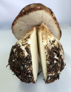 Boletus fresco extra. 