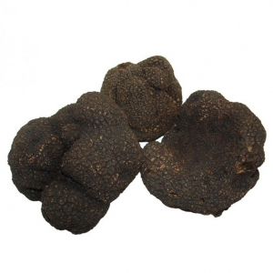 Trufa negra fresca