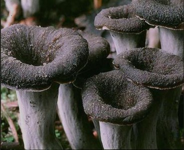 Trompeta negra Fresca