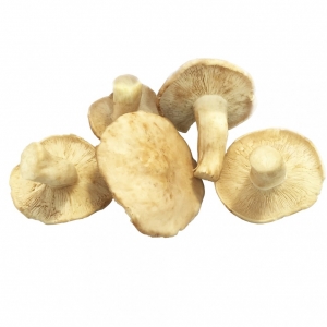 Perrechico fresco 2�