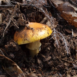 Huevo de Rey Fresco Segunda