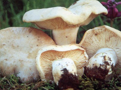 Perrechico fresco Primera