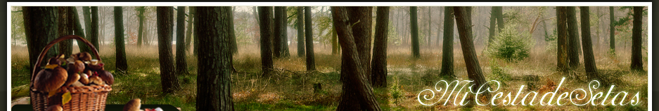 Mi Cesta de Setas