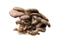 Seta Ostra Fresca Primera