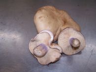  Pie violeta fresco silvestre