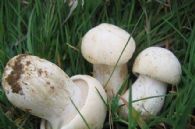 Perrechico Fresco DeJara