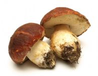Boletus fresco primera