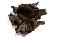 Trompeta negra Fresca 