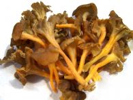 Trompeta Amarilla Fresco Primera