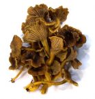 Angula de Monte Fresca Primera