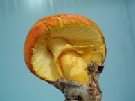 Huevo de Rey Fresco Segunda